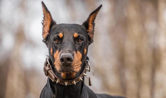 Doberman